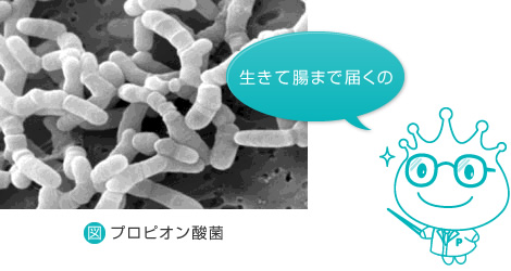 生きて腸まで届くの