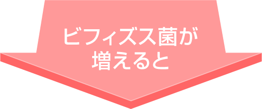 ビフィズス菌が増えると